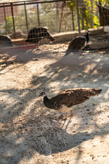 Group of Peacocks in Natural Daylight Setting