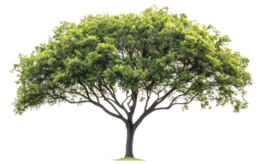 Large tree with green leaves stands alone on a white background