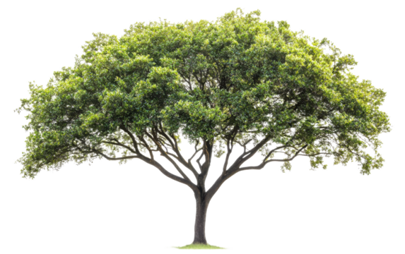 Large tree with green leaves stands alone on a white background