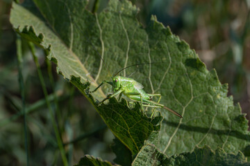 A female nymph of a green grasshopper (Tettigonia viridissimasits) on a leaf similar to her in color, before the last molt - small elytra and a long saber-shaped ovipositor are visible, front view.
