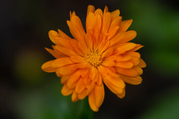 Calendula officinalis common pot marigold bright orange flower in bloom, beautiful medical flowering plant