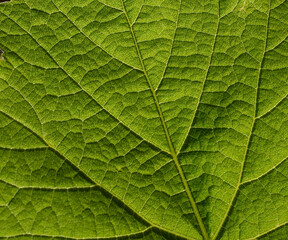 Close-up of green leaf texture in sunlight