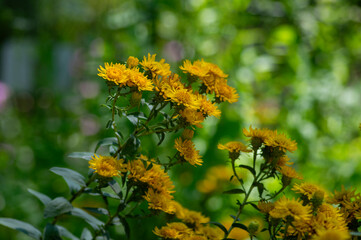 Inula spiraeifolia spirea-leaved fleabane flowers in bloom, beautiful summer autumn yellow flowering ornamental plant
