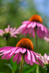 Echinacea purpurea purple white coneflowers flowering plants, group of ornamental medicinal hedgehogs flower in bloom