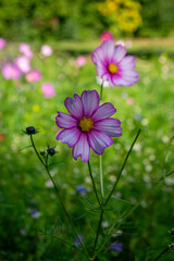 Cosmos bipinnatus mexican aster flowering white pink garden plants, group of beauty petal flowers in bloom on green background