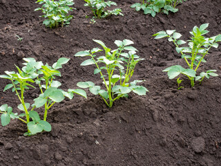 Young potato plants in fertile soil