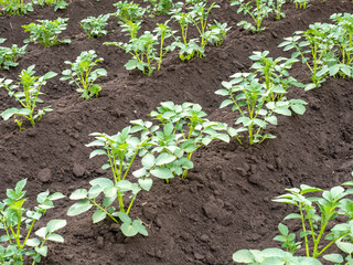 Potato plants growing in rows on fertile soil
