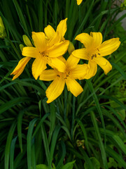 Obraz premium Yellow lilies blooming in green garden