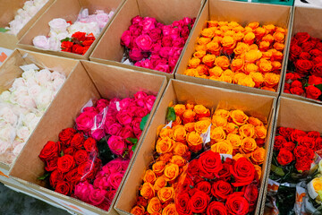 Red, orange, yellow, pink roses and other flowers in in cardboard boxes transport, storage for sale...