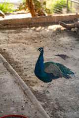 Group of Peacocks in Natural Daylight Setting
