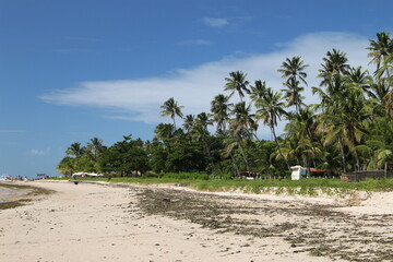 beach and palm trees