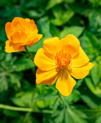 Fototapeta premium Yellow Flowers Blooming in Green Foliage