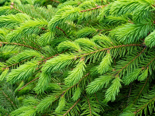 Fototapeta premium Close-up of green pine branches