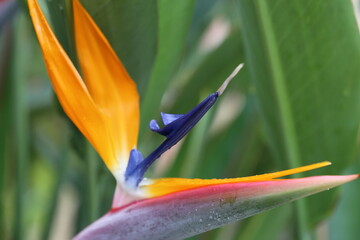 bird of paradise flower