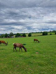 Obraz premium deer in the meadow 