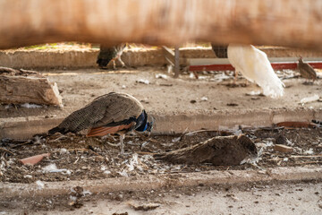 Group of Peacocks in Natural Daylight Setting