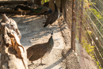 Group of Peacocks in Natural Daylight Setting