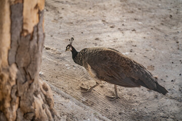 Group of Peacocks in Natural Daylight Setting