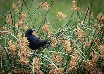 A great-tailed grackle resting in the reeds of the Wetlands in southern Arizona.  