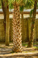 palm trees in the park