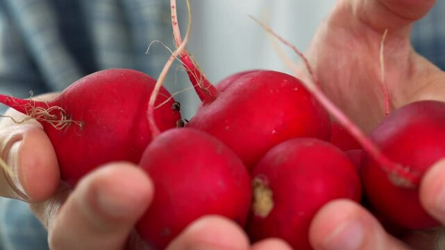 red radish grains in plan