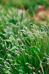 green grass in the wind