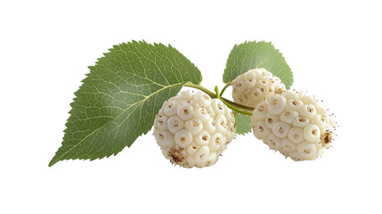 Freshly picked white mulberries on stem with on transparent background