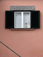Fototapeta premium window with shutters and cat looking outside with pink painted wall facade