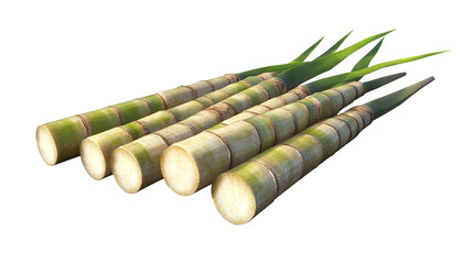 Freshly cut sugarcane stalks gleaming on transparent background