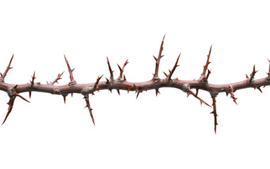 Long, thin branch with many thorns