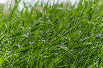 Tall green grass sways in the wind under a soft sky. Summer field motion and texture.