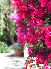 Bougainvillea Blossoms in Summer Sunlight

