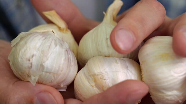 Spicy and aromatic garlic close-up.
A man holds ripe garlic in a peel in his hands.
A head of garlic for preparing spicy dishes.
Spices, dry, garlic, spicy, fruit, vegetables
