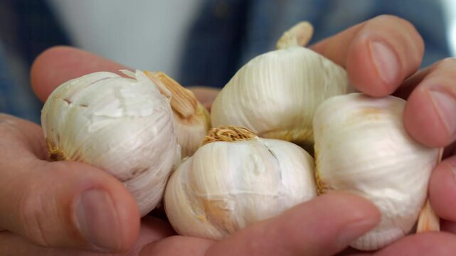 Raw garlic in the hands of a man in a blue shirt.
Head of garlic before cooking.
A spicy vegetable for cooking.
Ripe and raw garlic