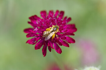 bee with pollen basket, View from above, legs full of pollen, wings of honey bee, antennae and eyes of an insect, Anthophila, insect on Macedonian widow flower, Knautia macedonica