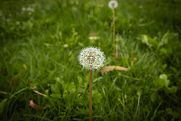 Dandelion seeds, known for their parachute shape and brown color, are the result of the flowering of the dandelion, a perennial plant.