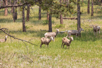 Bighorn sheep herd grazing in the grass
