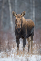 Fototapeta premium Moose stands still in snowy woodland during winter near a forested area