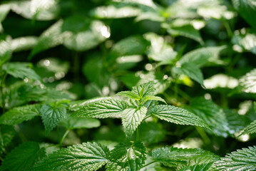 Pokrzywa w lesie, tło dla projektu.