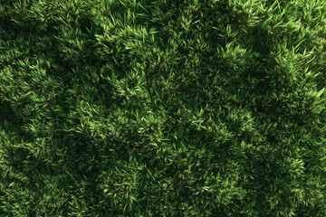 Lush Green Grass Texture Aerial View of Meadow