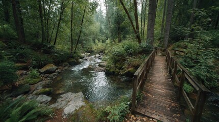 Serene Footbridge Over Sparkling Creek in Lush Green Forest Surrounded by Tranquil Nature Scenery