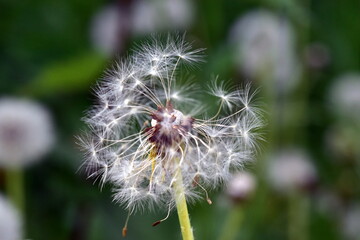 Fototapeta premium Nahaufnahme einer Pusteblume
