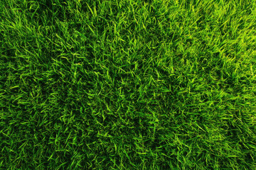 Lush Green Grass Texture Natural Background Image