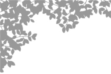 Natural realistic leaves shadow overlay on transparent background for spring mockup and summer decoration design