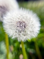 Close-up of a fluffy white dandelion seed head 