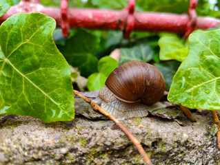 A snail crawling on a rock with ivy growing around it © stanhert