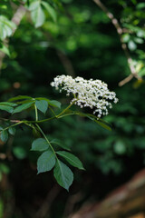 Elderflower blooms brighten the foliage in a serene woodland setting during early summer