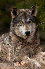 Grey Wolf (Canis lupus) Sits With Chin Over Twig Under Pine Tree