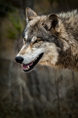 Grey Wolf (Canis lupus) Facing Left Mouth Slightly Open Spring