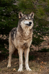 Grey Wolf (Canis lupus) Stands Under Pine One Tooth Showing Spring